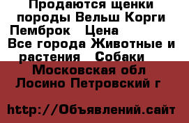 Продаются щенки породы Вельш Корги Пемброк › Цена ­ 40 000 - Все города Животные и растения » Собаки   . Московская обл.,Лосино-Петровский г.